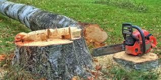 How Our Tree Care Process Works  in  Big Bear City, CA