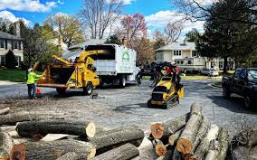  Big Bear City, CA Tree Care Pros