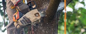 Leaf Removal in Big Bear City, CA