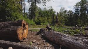 Best Soil Testing and Treatment  in Big Bear City, CA