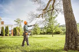 Best Tree and Shrub Care  in Big Bear City, CA