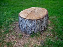 Best Hazardous Tree Removal  in Big Bear City, CA