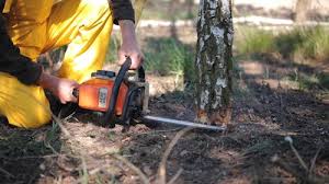 Trusted Big Bear City, CA Tree Care Experts