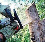 Best Firewood Processing and Delivery  in Big Bear City, CA