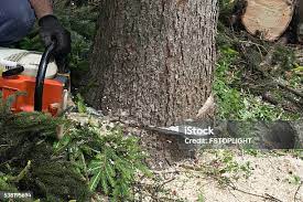 Best Lawn Pest Prevention  in Big Bear City, CA