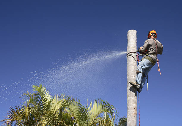 Best Tree Health Inspection  in Big Bear City, CA