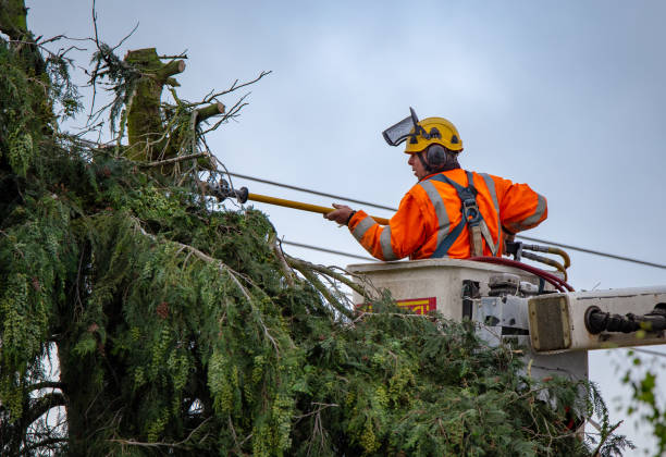 Best Tree Removal  in Big Bear City, CA