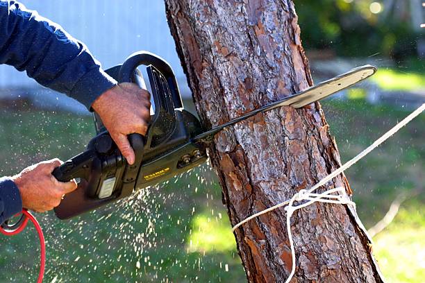 Best Grass Overseeding  in Big Bear City, CA