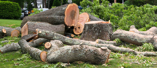 Best Arborist Consultation Services  in Big Bear City, CA
