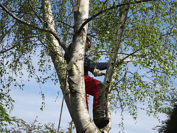 Best Seasonal Cleanup (Spring/Fall)  in Big Bear City, CA