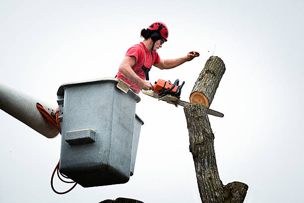 Best Utility Line Clearance  in Big Bear City, CA