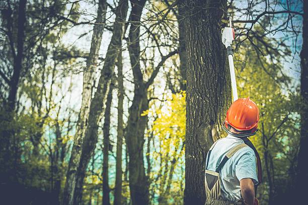 Best Tree Disease Treatment  in Big Bear City, CA