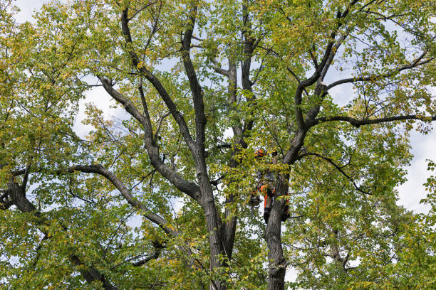 Best Commercial Tree Services  in Big Bear City, CA